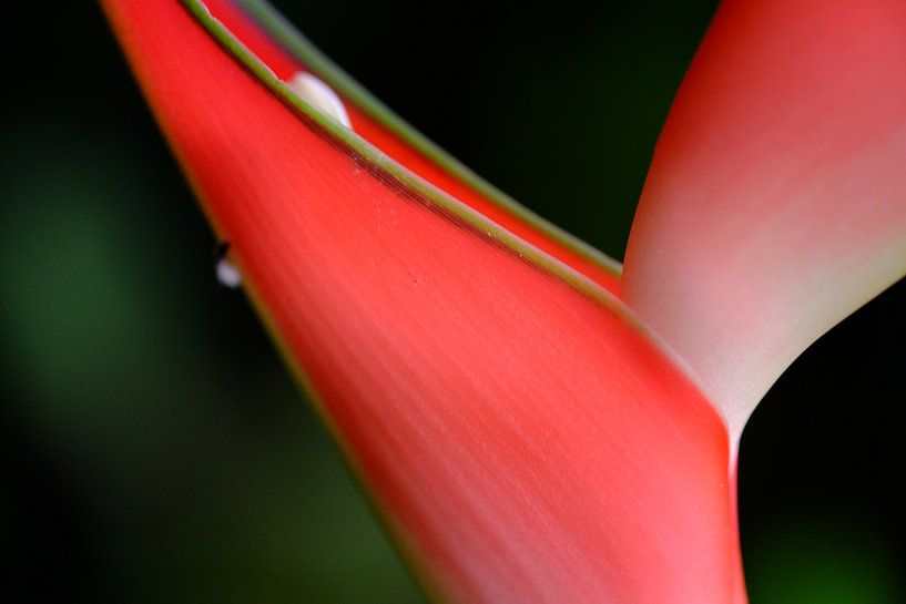Tropisch rood von Karin Tebes