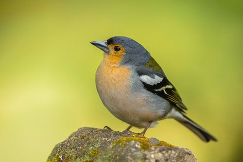 Madeiravink tegen vage achtergrond