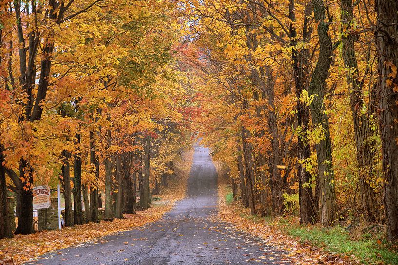 Été indien Catskills par Tineke Visscher