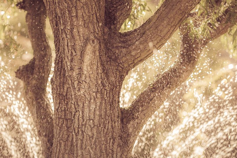 Een oude boom in natuurlijke vintage kleuren van Lisette Rijkers