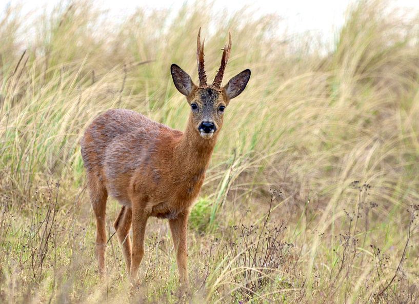 A roebuck on the dune by Fynn Seidel