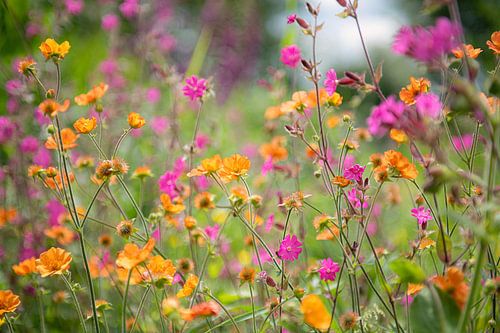Bloemenveld met koekoeksbloemen en nagelkruid