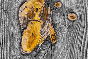 Verweerd hout in close-up van Chris Stenger