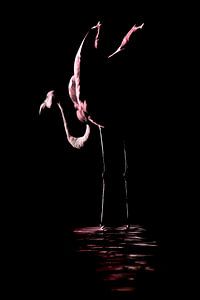 Fluweelroze Silhouet - Flamingo Fine Art