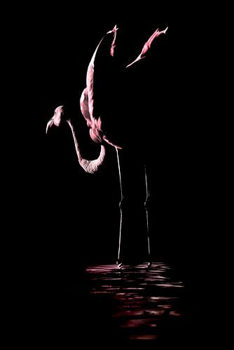 Fluweelroze Silhouet - Flamingo Fine Art