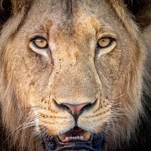 Regard intense du lion