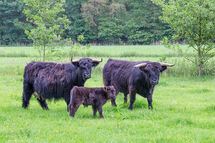 Bull cow and calf scottish highlanders in meadow by Ben Schonewille