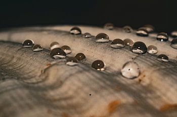 Coquillage avec gouttes d'eau
