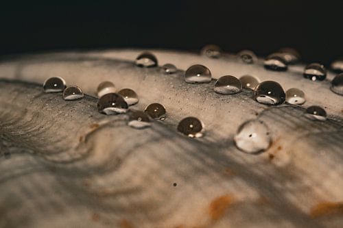 Coquillage avec gouttes d'eau