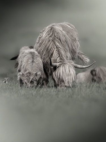 Weidende schottische Highlander