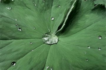 'Aantrekkingskracht' - Heldere druppels op een Vrouwenmantel - Groen blad - Digitale Kunst van VenVision Art