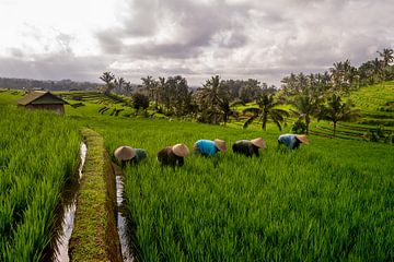 Arbeiders in rijstveld Jatiluwih,  Bali