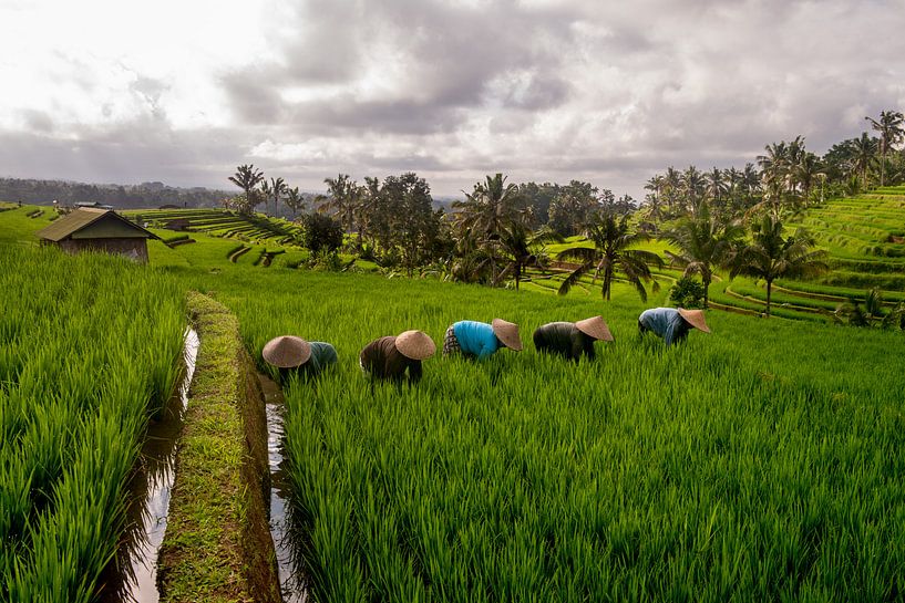 Arbeiders in rijstveld Jatiluwih,  Bali van Ellis Peeters