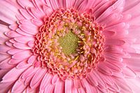Roze gerbera