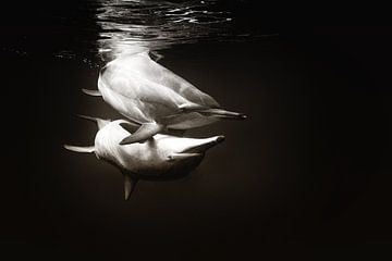Dolphin love van Marieke_van_Tienhoven