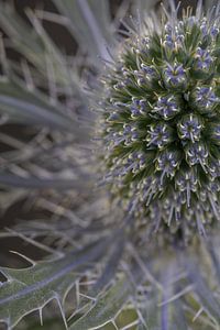 Eine halbe Distel: Sanft, aber reizbar