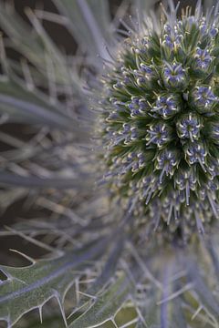 Half a thistle: Soft but irritable