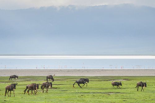 Ngorongoro