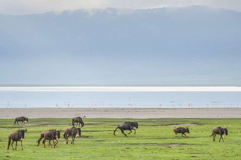 Ngorongoro van Robert Styppa