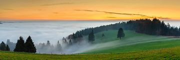 Bomen in de zee van mist van Markus Lange