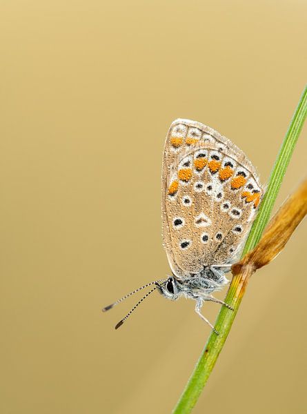 Icarusblauwtje bij zonsopkomst van Sven Scraeyen