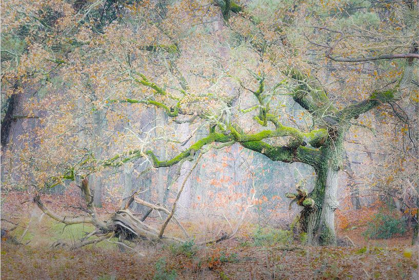 Un endroit magnifique par Henk Meeuwes