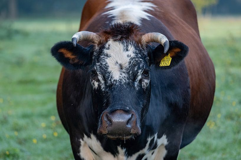 Race de vaches Witrik par Catturato