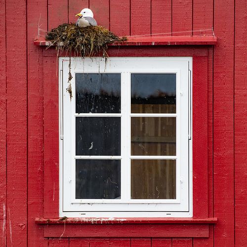 The window with the seagull by Ron van der Stappen