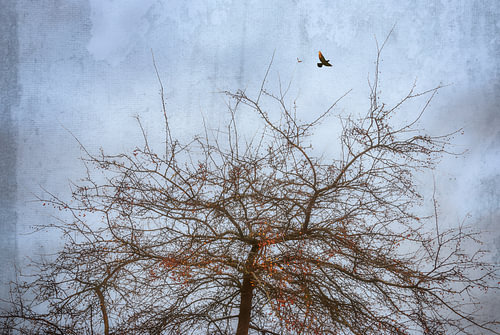 De vogelboom
