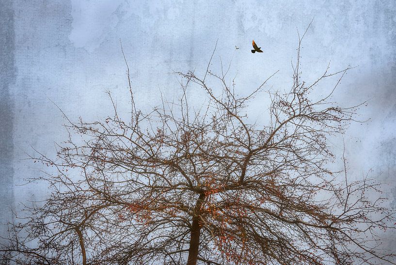 De vogelboom van Arja Schrijver Fotografie