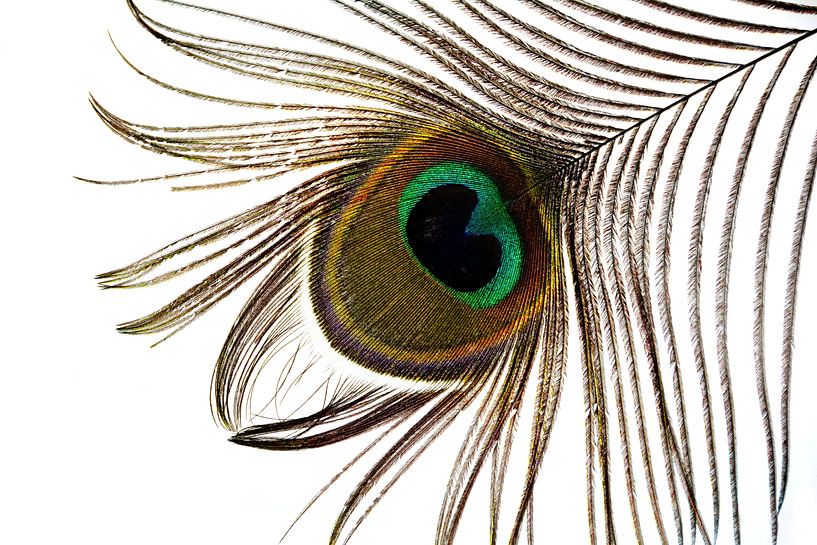 Peacock feather by Claudia Evans