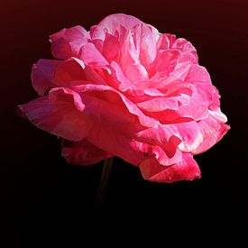 Die Rose von Leon Polko