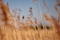 Summer Symphony - Reed Warbler among Waving Reeds