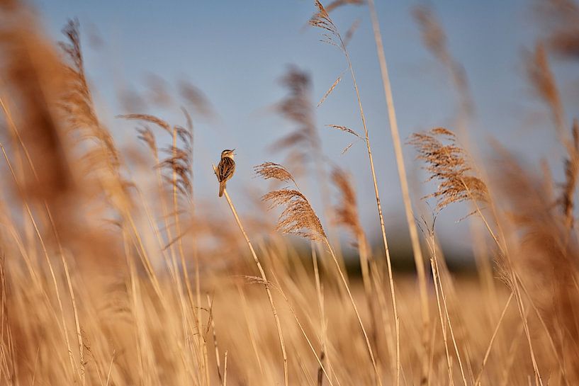 Summer Symphony - Reed Warbler among Waving Reeds by Hans van Oort