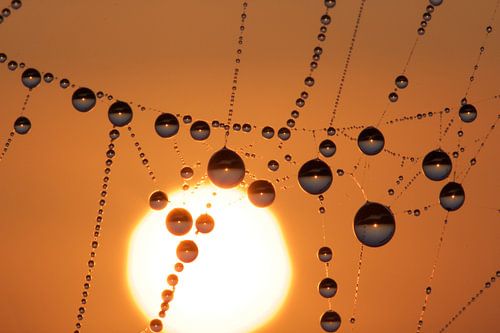 drops at sunrise - pearls in the polder