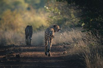 Sanftes Licht auf einer starken Seele
