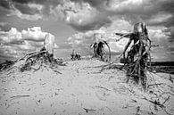 Tote Bäume auf Sanddüne von Fotografie Arthur van Leeuwen Miniaturansicht