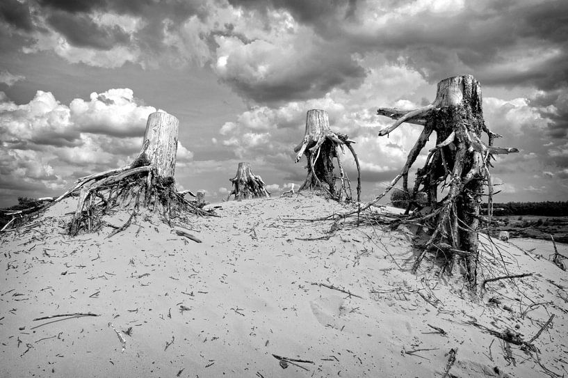 Dode stronken op zandduin van Fotografie Arthur van Leeuwen