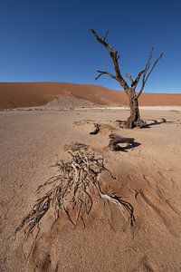 Hiddenvlei 1