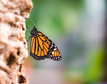 Macro van een monarchvlinder (Danaus plexippus) van ManfredFotos
