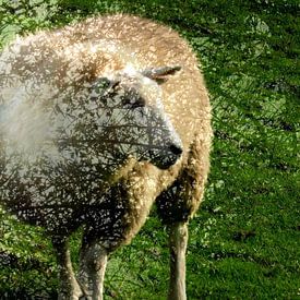 Grazing sheep in the meadow by Anita Snik-Broeken