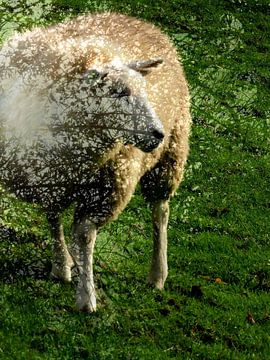 Grazing sheep in the meadow