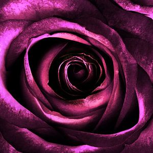 ROSE IV
