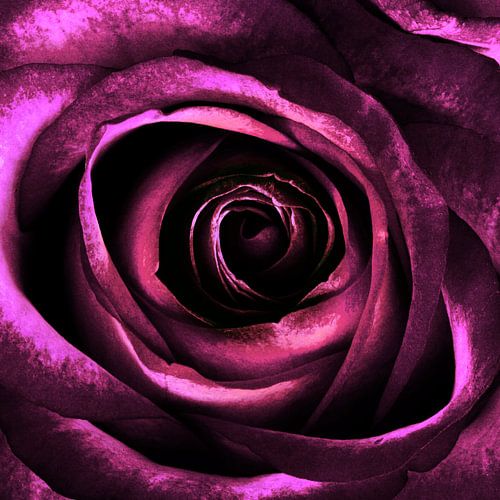 ROSE IV
