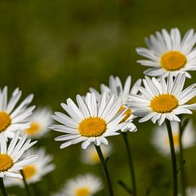 Marguerites van Andreas Müller