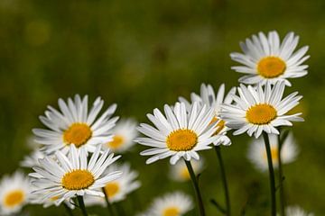 Marguerites van Andreas Müller