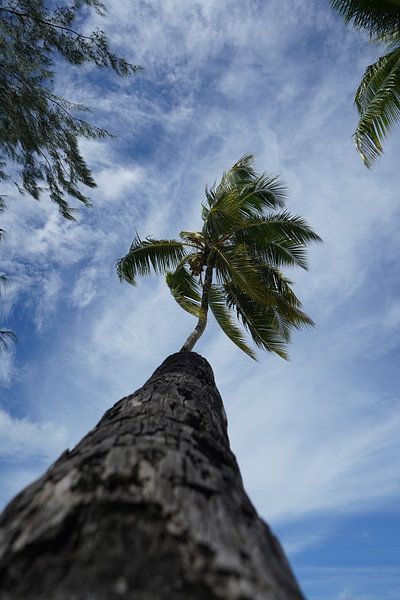 Palme von matt landsman