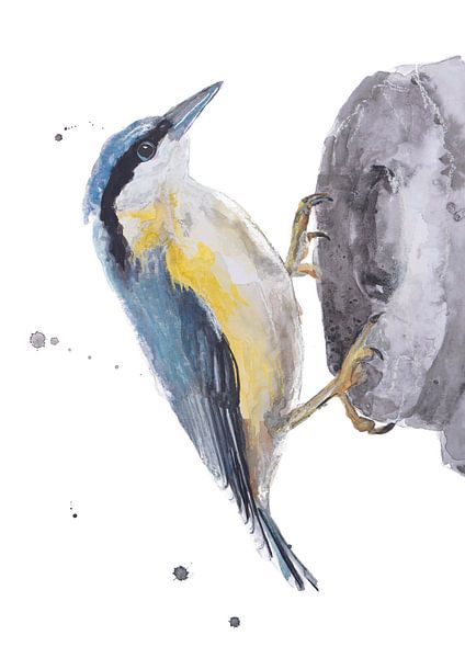 The Nuthatch bird illustration by Angela Peters