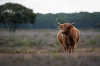Schotse hooglander in de heide