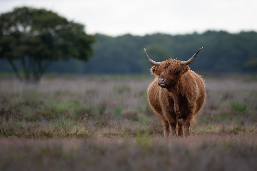 Schotse hooglander in de heide van Nick van Beusekom